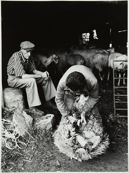 El esquileo. Señor sujetando a la oveja