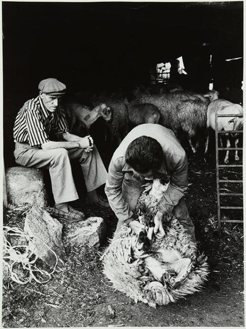 El esquileo. Señor sujetando a la oveja