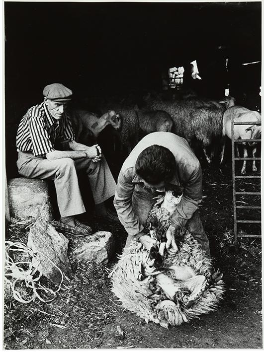 El esquileo. Señor sujetando a la oveja