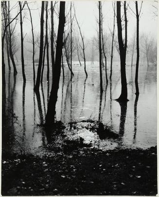 Árboles entre agua (Casa de Campo)