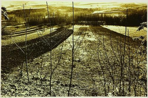 Paisaje amarillo
