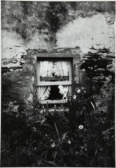 Flora y ventana