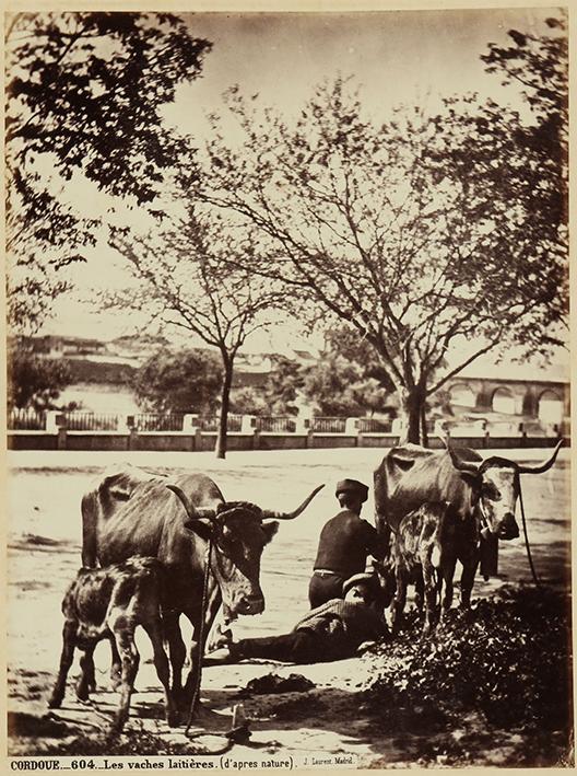 Cordoue. Les vaches laitières. (d’après nature)