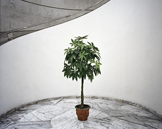 Untitled. Plant