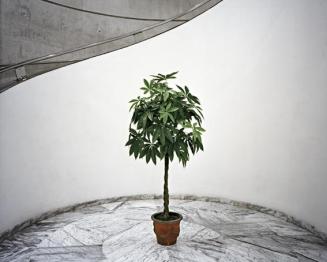 Untitled. Plant